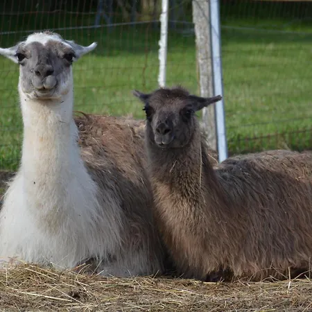 Kuca Za Odmor Zeleni San